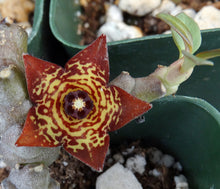 Load image into Gallery viewer, Frerea indica