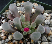 Load image into Gallery viewer, Frithia pulchra