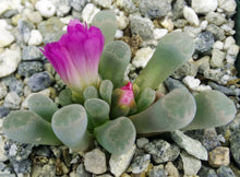 Load image into Gallery viewer, Frithia pulchra