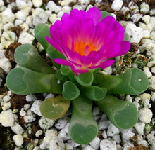 Load image into Gallery viewer, Frithia pulchra