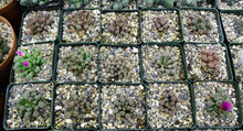 Load image into Gallery viewer, Frithia pulchra