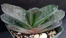 Load image into Gallery viewer, Gasteria Hybrid