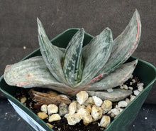 Load image into Gallery viewer, Gasteria x 'Sakura Fuji'