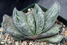 Load image into Gallery viewer, Gasteria x 'Sakura Fuji'