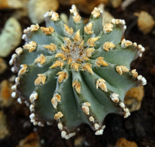 Load image into Gallery viewer, Geohintonia mexicana