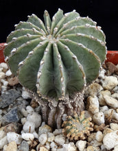 Load image into Gallery viewer, Geohintonia mexicana