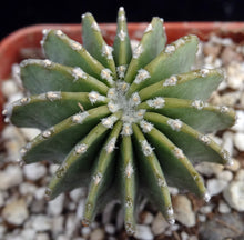 Load image into Gallery viewer, Geohintonia mexicana