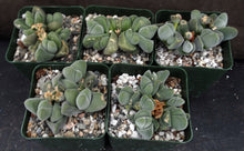 Load image into Gallery viewer, Gibbaeum dispar