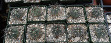 Load image into Gallery viewer, Gymnocalycium spegazzinii v. armatum