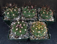 Load image into Gallery viewer, Gymnocalycium chiquitanum Black Spine form