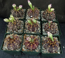 Load image into Gallery viewer, Gymnocalycium damsii v. tucavocense