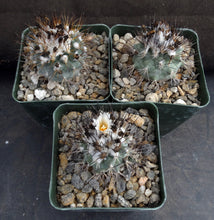 Load image into Gallery viewer, Gymnocactus gielsdorfianus (Turbinicarpus)