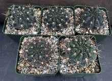 Load image into Gallery viewer, Gymnocalycium leeanum (aka reductum)