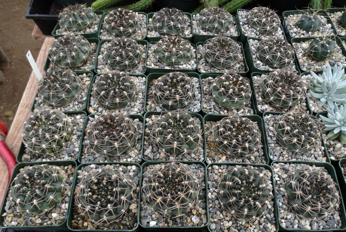 Gymnocalycium marsoneri – Kyle's Plants