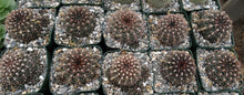 Load image into Gallery viewer, Gymnocalycium mesopotamicum *Heavy clumping cactus w/ red-pink spines*
