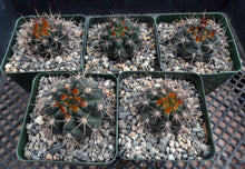 Load image into Gallery viewer, Gymnocalycium neohuberi