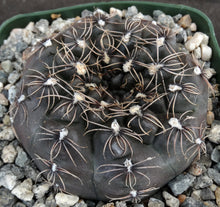 Load image into Gallery viewer, Gymnocalycium schreiteri