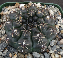 Load image into Gallery viewer, Gymnocalycium schreiteri