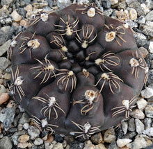 Load image into Gallery viewer, Gymnocalycium schreiteri