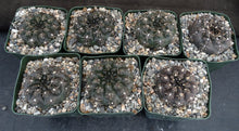 Load image into Gallery viewer, Gymnocalycium schreiteri