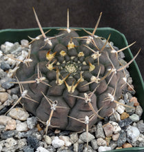 Load image into Gallery viewer, Gymnocalycium schroederianum