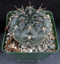 Load image into Gallery viewer, Gymnocalycium andreae