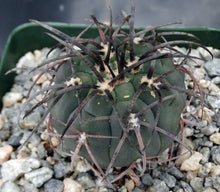 Load image into Gallery viewer, Gymnocalycium spegazzinii v. armatum
