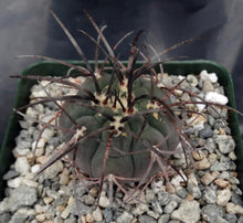 Load image into Gallery viewer, Gymnocalycium spegazzinii v. armatum