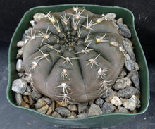 Load image into Gallery viewer, Gymnocalycium baldianum
