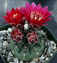 Load image into Gallery viewer, Gymnocalycium baldianum