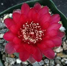 Load image into Gallery viewer, Gymnocalycium schreiteri