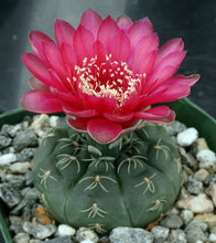 Load image into Gallery viewer, Gymnocalycium baldianum