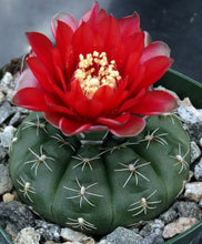 Load image into Gallery viewer, Gymnocalycium baldianum