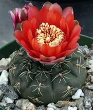 Load image into Gallery viewer, Gymnocalycium baldianum