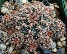 Load image into Gallery viewer, Gymnocalycium bruchii *Pink Spines*