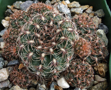 Load image into Gallery viewer, Gymnocalycium bruchii *Pink Spines*