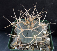 Load image into Gallery viewer, Gymnocalycium cardenasianum