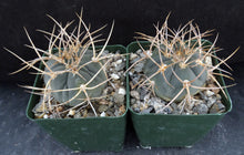 Load image into Gallery viewer, Gymnocalycium cardenasianum