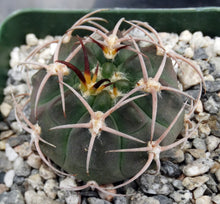 Load image into Gallery viewer, Gymnocalycium carminanthum