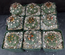 Load image into Gallery viewer, Gymnocalycium carminanthum