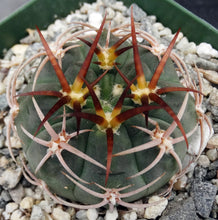 Load image into Gallery viewer, Gymnocalycium carminanthum