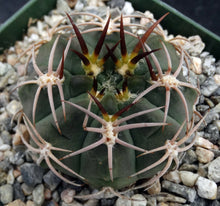 Load image into Gallery viewer, Gymnocalycium carminanthum
