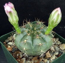 Load image into Gallery viewer, Gymnocalycium damsii v. tucavocense