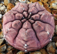 Load image into Gallery viewer, Gymnocalycium 'Daydream'