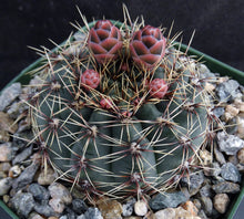 Load image into Gallery viewer, Gymnocalycium erinaceum