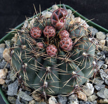 Load image into Gallery viewer, Gymnocalycium erinaceum