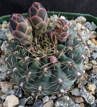 Load image into Gallery viewer, Gymnocalycium erinaceum