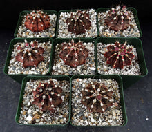 Load image into Gallery viewer, Gymnocalycium friedrichii *Red-purple cactus w/ stripes*