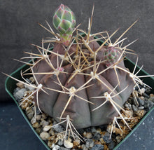 Load image into Gallery viewer, Gymnocalycium griseopallidum