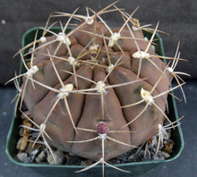 Load image into Gallery viewer, Gymnocalycium griseopallidum